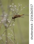 Small photo of saddlebag dragonfly holding a twig