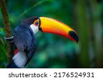 Colorful toco toucan tropical...