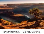Colorado river from Dead Horse Point with single tree, Canyonlands