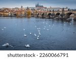 Swans floating on Vltava river and Prague medieval Charles Bridge at dusk, Czech Republic