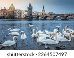 Swans floating on Vltava river and Prague medieval Charles Bridge at dawn, Czech