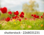 Close up of blooming poppies in ...