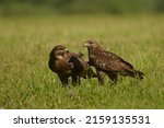 Two Common Buzzards  Buteo...