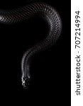 Mexican Black king snake