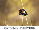 Small photo of King of the Cattails An opposing Red Winged Blackbird (Agelaius phoeniceus) poised atop a dry cattail. Daring you to approach his wetlands without his assent