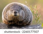 Small photo of Drowsy Groundhog Morning. This sleepy Woodchuck (Marmota monax) was pulled out of bed too early to search for its shadow. Captured in controlled conditions
