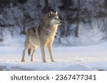 Adult north american gray wolf  ...
