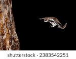 Small photo of Preparing for landing Southern Flyting Squirrel (Glaucomys volans) approaches a rough tree trunk. It soars through the night sky from limb to limb in search of food, typically eating nuts and seeds