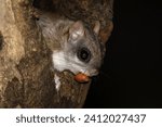 Small photo of Caught at the tree cavity. A Southern Flying Squirrel (Glaucomys volans) exits a food cache with an foraged acorn. The tiny nocturnal rodents scrounge food during nighttime with keen nightvision