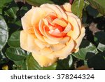 Single Peach Colored Rose
