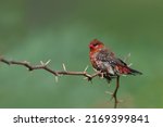 Red Avadavat Or Red Munia  ...