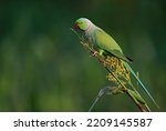 Rose-ringed Parakeet - A beautiful bird from parakeet family, found throughout Indian sub continent.
