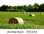 Hay Bundles In Green Fields
