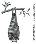 antique of bat hand draw... | Shutterstock .eps vector #1260202597