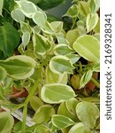 Small photo of Peperomia soft-trunked and juicy plant 30cm