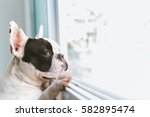 French bulldog dog waiting for owner at the window