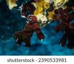 Small photo of Tubastrea micrantha - Dormouse coral or Polop suntsia - Dendrophylliidae.
