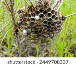 Wasp hive with wasps on the...