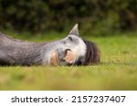 Horse Sleeping In A Field On A...