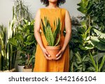 Unrecognizable florist woman holding a pot with sansevieria plant