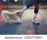 Small photo of A dog bites a girl by her tights. Woman's feet in white sneakers. Cropped view of feet. Pedigree dog on a walk with the owner. Dog breed German Pomeranian Spitz. A puppy of white color.