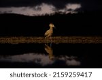 Small photo of A lonely hammerkop taking a stroll along the waters edge