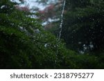 Small photo of When it rains in the green forest, rainwater touches the forest components, like the tree canopy, branches, and vegetation. The canopy shields the forest floor, lessening the impact of falling raindro