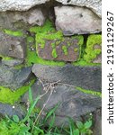 Green Mossy On Old Wall  ...