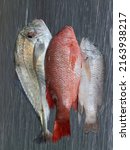 Small photo of The northern red snapper's body is very similar in shape to other snappers, such as the mangrove snapper, mutton snapper, lane snapper, and dog snapper.