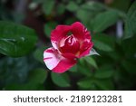 Small photo of Beautiful Red White Abracadabra Rose