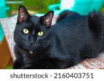 Black Cat Sitting On Picnic...