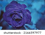 Natural Blue Rose Flower For...