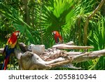 Small photo of Two long tailed red macaw parrots perching on tree bark in Xcaret ecotourism park. Macau birds in forest