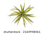 Small photo of A single air pineapple on a white background. Beautiful leaves bloom in layers. With roots. Green leaves with hints of red at the tips. Shot from above. Close-up of the roots of an air pineapple