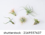 Small photo of Multiple Tillandsia on white background. colorful plants. fresh and vigorous plants.