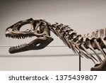 Dinosaur Bone Model Display In...