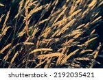 Small photo of Beautiful soft focused grasses and seidges on beautiful sunny day. Spikelet flowers wild meadow plants. Sweet vernal grass (Anthoxanthum odoratum) and common bent (Agrostis capillaris) in a hay meadow