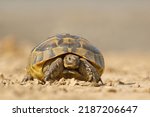 Small photo of The Hermann's tortoise (Testudo hermanni)
