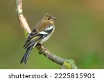 Small photo of The common chaffinch or simply the chaffinch (Fringilla coelebs) is a common and widespread small passerine bird in the finch family