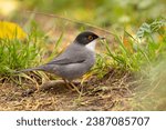Small photo of The Sardinian warbler (Curruca melanocephala) is a common and widespread typical warbler from the Mediterranean region.