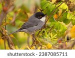 Small photo of The Sardinian warbler (Curruca melanocephala) is a common and widespread typical warbler from the Mediterranean region.