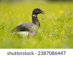 Small photo of The brant or brent goose (Branta bernicla) is a small goose of the genus Branta. There are three subspecies, all of which winter along temperate-zone sea-coasts and breed on the high-Arctic tundra.