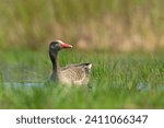 Small photo of The greylag goose or graylag goose (Anser anser) is a species of large goose in the waterfowl family Anatidae and the type species of the genus Anser.