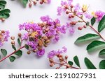 Small photo of crape myrtle (crepe myrtle) flowers on white background. top view