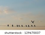Doves With Sunset Background