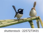 Small photo of The Superb Fairy Wren are found in eastern Australia. The male is blue and the female is brown. This pair was seen in a domestic garden in Brisbane.