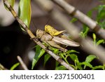 Small photo of Valanga nigricornis, the Javanese grasshopper is a species of grasshopper in the subfamily Cyrtacanthacridinae of the family Acrididae. Belalang jawa atau belalang kayu