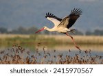 Stork bird flying on the water...