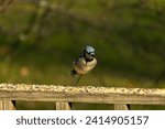 Small photo of This beautiful blue jay bird is standing on the wooden railing. The pretty bird looks like he is about to pounce but waiting for the right moment. His white belly standing out from his blue feathers.