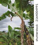 Small photo of Pohon pisang yang terletak di sisi sawah